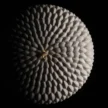 20.408.13.0065_HONORE_EXTRA_1_1.webp