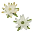 3lu-yildiz-kopat1.webp