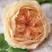 FVC01-02-600x600-1-2.webp