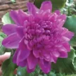 FVC08-3-02-600x600-1-2.webp