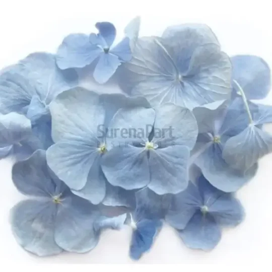 FVC12-02-600x600-1-2.webp