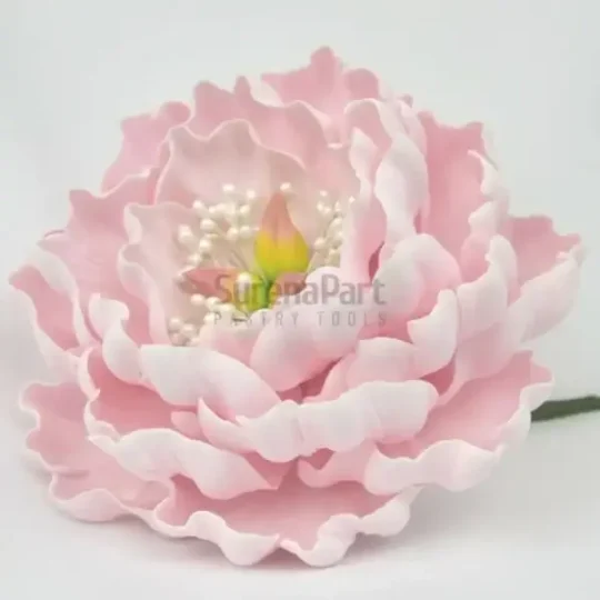 FVC16-02-600x600-1-2.webp