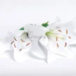 FVC18-02-600x600-1-2.webp