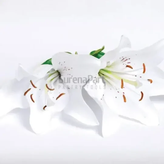 FVC18-02-600x600-1-2.webp