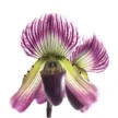 FVC23-02-600x600-1-2.webp